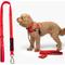 Show in main carousel: Dog Friendly Co. Bungee Strain Free & Shock Resistant for Control Dog Leash, Red, Small slide 1 of 8