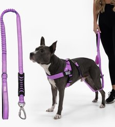 Dog Friendly Co. Bungee Strain Free & Shock Resistant for Control Dog Leash, Purple, Small