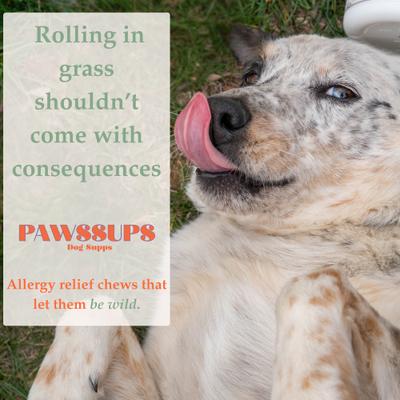 Show full view: Pawssups Allergy Relief Chew Supplement for Dogs, 12 count jar slide 6 of 10