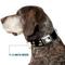 Show in main carousel: Buckle-Down Disney Classic Mickey Mouse Pose Dog Collar, Medium: 16 to 23-in neck, 1.5-in wide slide 8 of 9