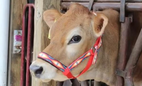 Show full view: Derby Originals Padded Overlay Nylon Cow Halter, Geometric & Hurricane Blue, Medium slide 7 of 8