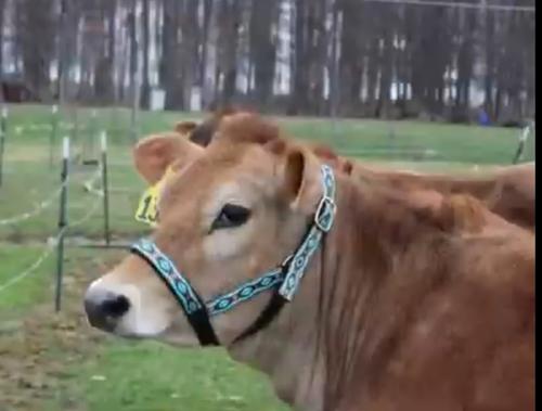 Show full view: Derby Originals Padded Overlay Nylon Cow Halter, Geometric & Hurricane Blue, Medium slide 5 of 8