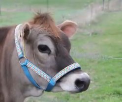 Derby Originals Padded Overlay Nylon Cow Halter, Blue Aztec & Black, Large slide 2 of 8