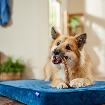 Show full view: Bones & Chews Made in USA Elk Antler Dog Chew, Medium: 6.0 - 7.5-in slide 7 of 10