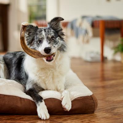 Show full view: Bones & Chews Made in USA Deer Antler Dog Chew, Large: 8 - 9.5-in slide 7 of 10