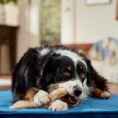 Show full view: Bones & Chews Made in USA Deer Antler Dog Chew, X-Large: 9.5 - 10.5-in slide 7 of 10