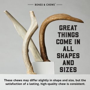 Bones & Chews Made in USA Deer Antler Dog Chew, X-Large: 9.5 - 10.5-in