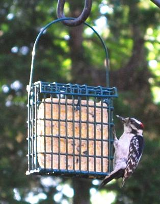 Show full view: St. Albans Bay Suet Plus Hotpepper Suet Wild Bird Food, case of 12 slide 4 of 4