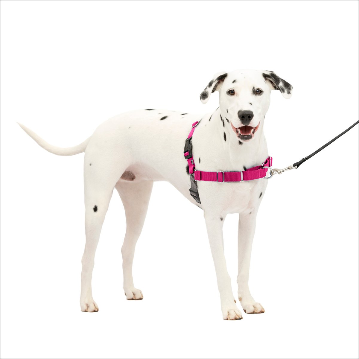 PetSafe Easy Walk Dog Harness, Raspberry/Gray, Medium/Large