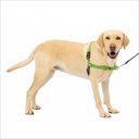 PetSafe Easy Walk Dog Harness, Apple Green, Large