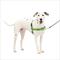 Show in main carousel: PetSafe Easy Walk Dog Harness, Apple Green, Medium/Large slide 1 of 10