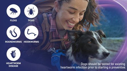 Dogs should be tested for existing heartworm infection prior to starting a preventive.