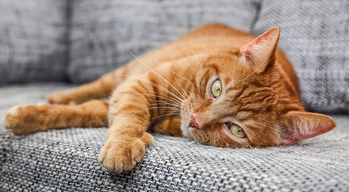 Revolution Plus Topical Solution for Cats, 5.6-11 lbs, (Orange Box)