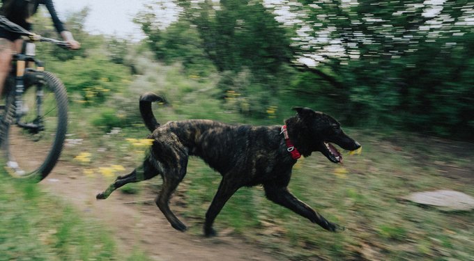 ORIJEN Original Grain-Free Dry Dog Food