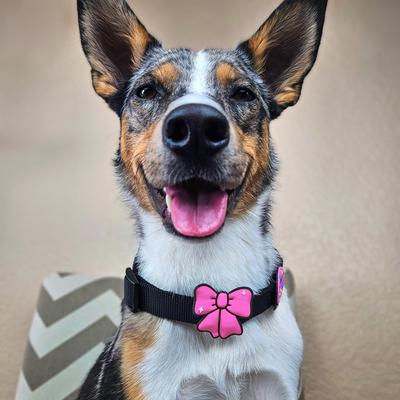 Show full view: Jiby Dog Crew Ribbon Jiby Dog Collar Accessory, Pink slide 3 of 6