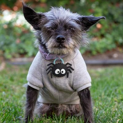 Show full view: Jiby Dog Crew Sooty the Spider Jiby Dog Charm Collar Accessory, Black slide 2 of 8