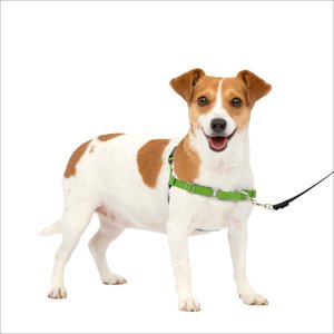 PetSafe Easy Walk Dog Harness, Apple Green, Small