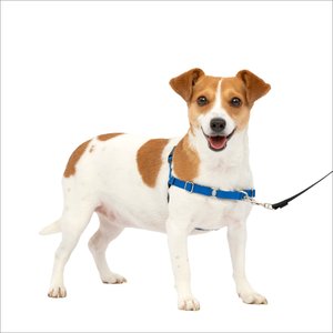 PetSafe Easy Walk Dog Harness, Royal Blue/Navy, Small