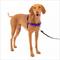 Show in main carousel: PetSafe Easy Walk Dog Harness, Purple/Black, Medium slide 1 of 10