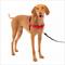 Show in main carousel: PetSafe Easy Walk Dog Harness, Red/Black, Medium slide 1 of 11