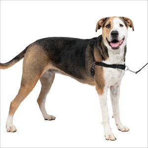 PetSafe Easy Walk Dog Harness, Charcoal, X-Large: X-Large: 32 to 50-in girth