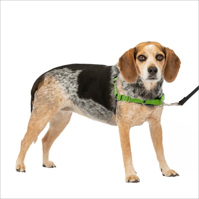PetSafe PetSafe Easy Walk Dog Harness, Apple Green, Small/Medium