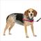 Show in main carousel: PetSafe Easy Walk Dog Harness, Raspberry/Gray, Small/Medium slide 1 of 10
