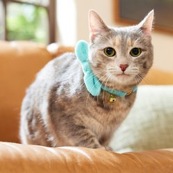 Frisco Velvet Removable Bunny Tie Breakaway Cat Collar, Turquoise, 8 to 12-in neck, 3/8-in wide slide 2 of 8