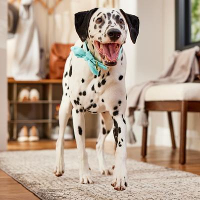 Show full view: Frisco Velvet Removable Bunny Tie Dog Collar, Turquoise, L/XL: 18 to 26-in neck, 1-in wide slide 6 of 10