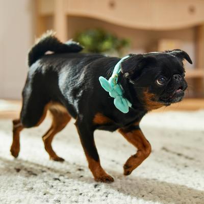 Show full view: Frisco Velvet Removable Bunny Tie Dog Collar, Turquoise, S: 10 to 14-in neck, 5/8-in wide slide 6 of 10