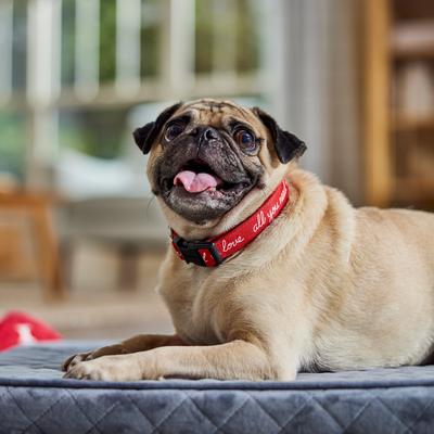 Show full view: Frisco Valentine's All You Need Is Love Dog Collar, M: 14 to 20-in neck, 3/4-in wide slide 6 of 10