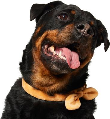 Show full view: Frisco Velvet Removable Bunny Tie Dog Collar, Peach, L/XL: 18 to 26-in neck, 1-in wide slide 4 of 11