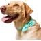 Show in main carousel: Frisco Velvet Removable Bunny Tie Dog Collar, Turquoise, L/XL: 18 to 26-in neck, 1-in wide slide 3 of 10