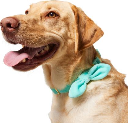 Show full view: Frisco Velvet Removable Bunny Tie Dog Collar, Turquoise, L/XL: 18 to 26-in neck, 1-in wide slide 3 of 10