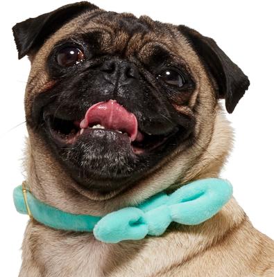 Show full view: Frisco Velvet Removable Bunny Tie Dog Collar, Turquoise, S: 10 to 14-in neck, 5/8-in wide slide 3 of 10