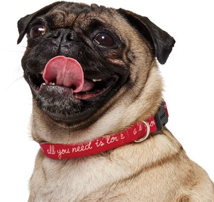 Show full view: Frisco Valentine's All You Need Is Love Dog Collar, S: 10 to 14-in neck, 5/8-in wide slide 3 of 10