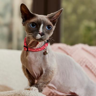 Show full view: Frisco Valentine's All You Need Is Love Collar Cat Collar with Bell, 8 to 12-in neck, 3/8-in wide slide 5 of 8