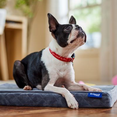 Show full view: Frisco Valentine's All You Need Is Love Dog Collar, S: 10 to 14-in neck, 5/8-in wide slide 6 of 10