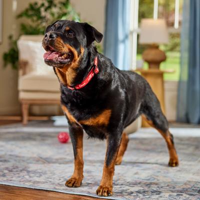 Show full view: Frisco Valentine's All You Need Is Love Dog Collar, L/XL: 18 to 26-in neck, 1-in wide slide 6 of 9