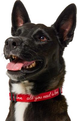 Show full view: Frisco Valentine's All You Need Is Love Dog Collar, M: 14 to 20-in neck, 3/4-in wide slide 3 of 10