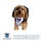 Show in main carousel: Hip Doggie Pack USA Dog Bandana, X-Small slide 2 of 8