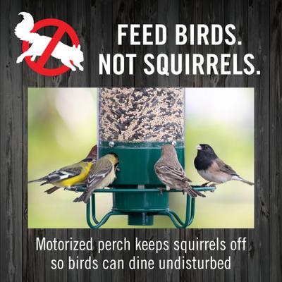 Show full view: Droll Yankees Yankee Flipper Motorized Bird Feeder, 28.5-in slide 9 of 11