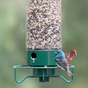 Droll Yankees Yankee Flipper Motorized Bird Feeder, 28.5-in
