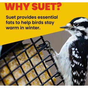 More Birds Two Cake Suet Buffet Bird Feeder