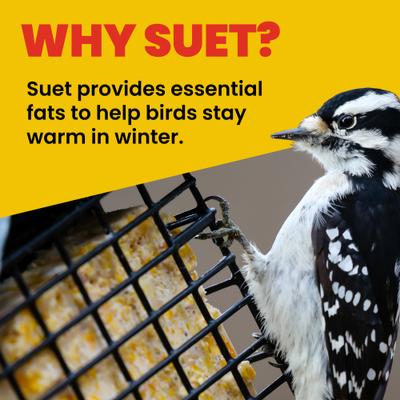 Show full view: More Birds Two Cake Suet Buffet Bird Feeder slide 4 of 9