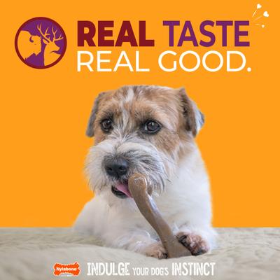 Show full view: Nylabone Strong Chew Wishbone Real Bacon Dog Chew Toy, Small slide 3 of 12