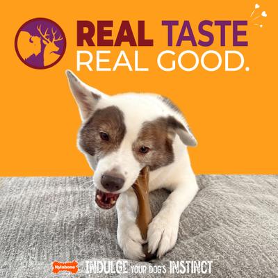 Show full view: Nylabone Strong Chew Femur Bone Real Bison & Vension Dog Chew Toy, Large slide 2 of 11