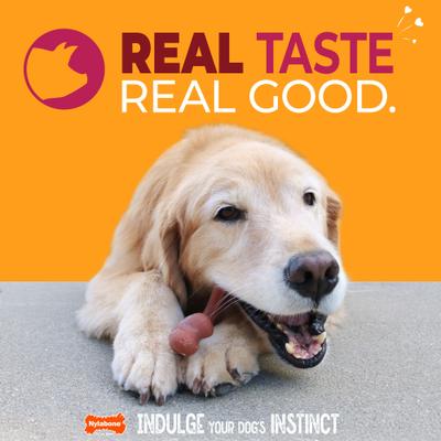 Show full view: Nylabone Strong Chew Wishbone Real Bacon Dog Chew Toy, Large slide 2 of 11