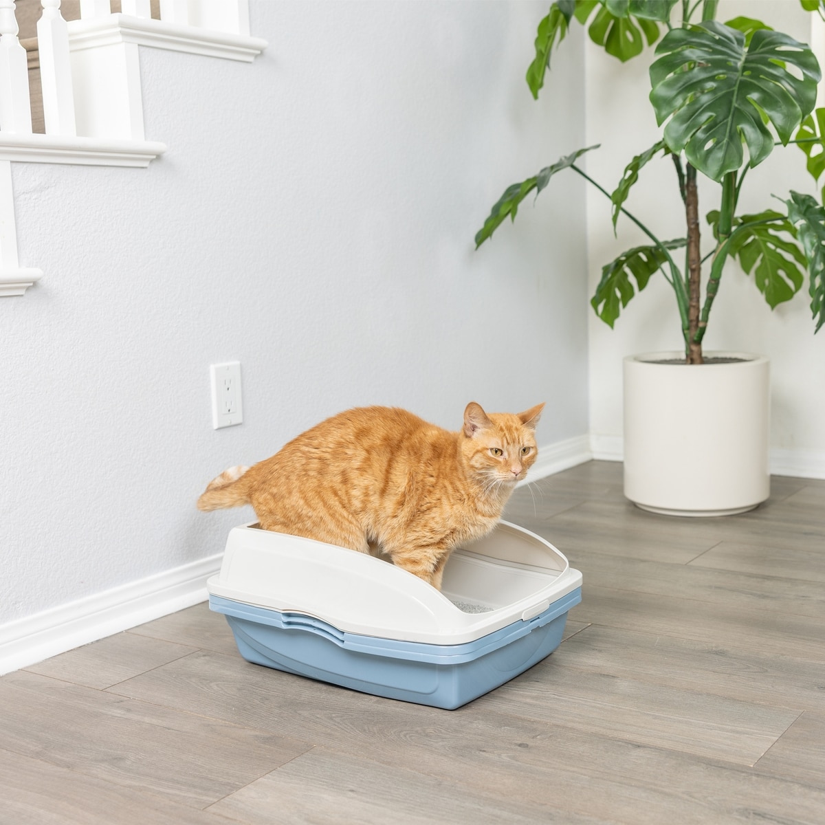 VAN NESS Sifting Cat Litter Pan with Frame - Chewy.com
