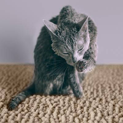 Show full view: CatGuru Cat Litter Mat, Sand, XX-Large slide 6 of 9